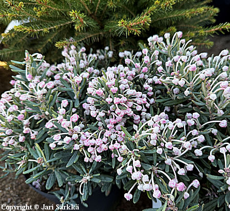 Andromeda polifolia 'Blue Ice', suokukka